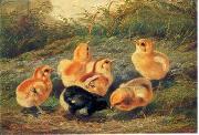 chickens 196 unknow artist